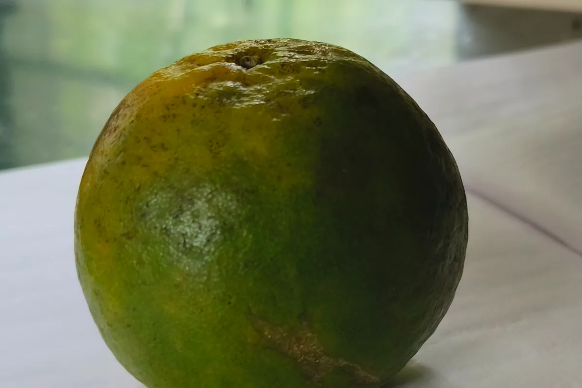 An orange representing the Tamenglong growers festival